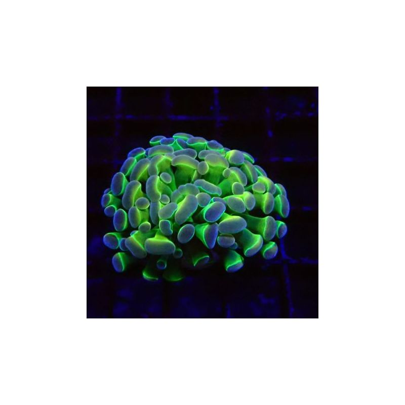 Bouture Euphyllia Parancora Hologramme (1 polype)