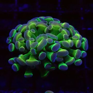 Bouture Euphyllia Parancora Hologramme (1 polype)