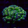 Bouture Euphyllia Parancora Hologramme (1 polype)