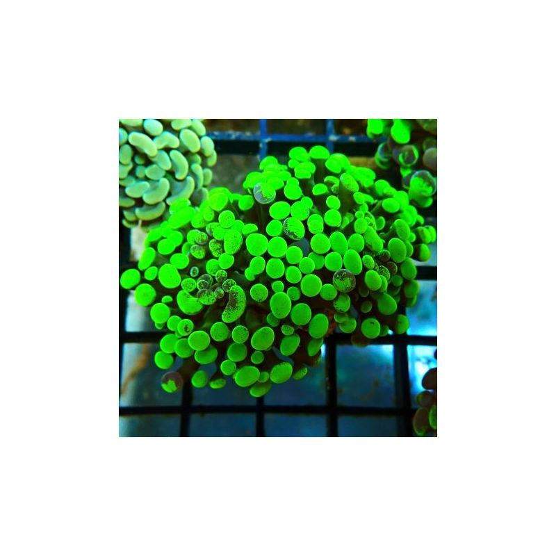 Bouture Euphyllia Parancora vert fluo (1 polype)