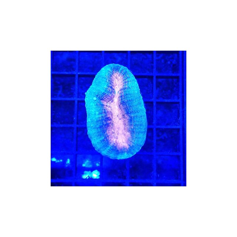 Bouture Lobophyllia bicolor 2 cm