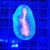 Bouture Lobophyllia bicolor