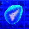 Bouture Lobophyllia bicolor 2 cm