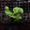 Bouture Pavona cactus vert