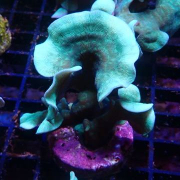 Bouture Pavona cactus vert