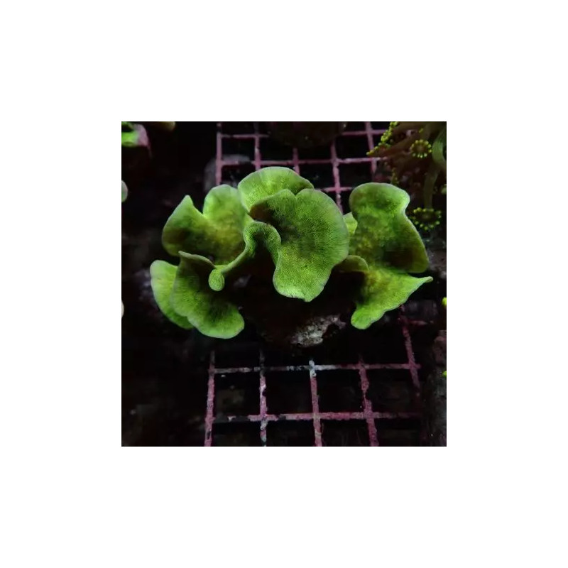 Bouture Pavona cactus vert