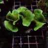 Bouture Pavona cactus vert