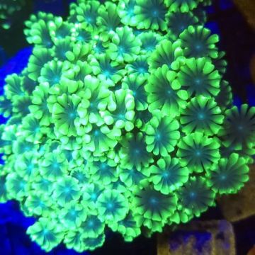Alveopora gigas vert branchu