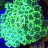 Alveopora gigas vert branchu