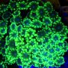 Alveopora gigas vert branchu