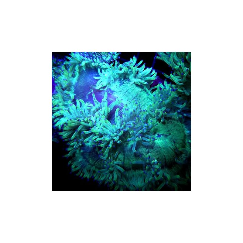 Catalaphyllia jardinei Groen met roze uiteindes 10-12 cm (ouvert) 9...
