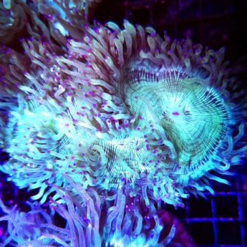 Catalaphyllia jardinei Groen met roze uiteindes 10-12 cm (ouvert) 9...