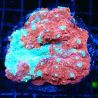 Echynophyllia "Puddle Blood"