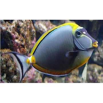 NASO elegans (oranje dorsaal): 12-15cm  