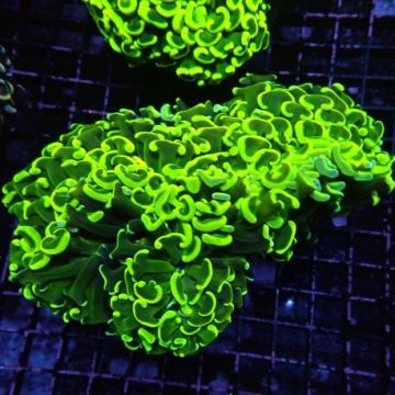 Euphyllia ancora vert fluo  Australie 10-12 cm