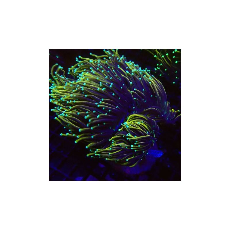 Euphyllia Dragon Soul 5 polypes 