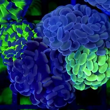 Euphyllia parancora ("Bouquet de la marée")