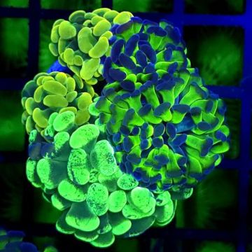 Euphyllia parancora ("Bouquet de la marée")