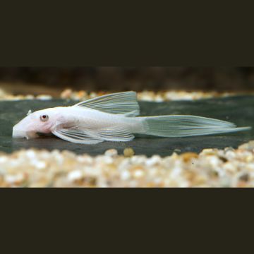 Ancistrus Snow White voilé
