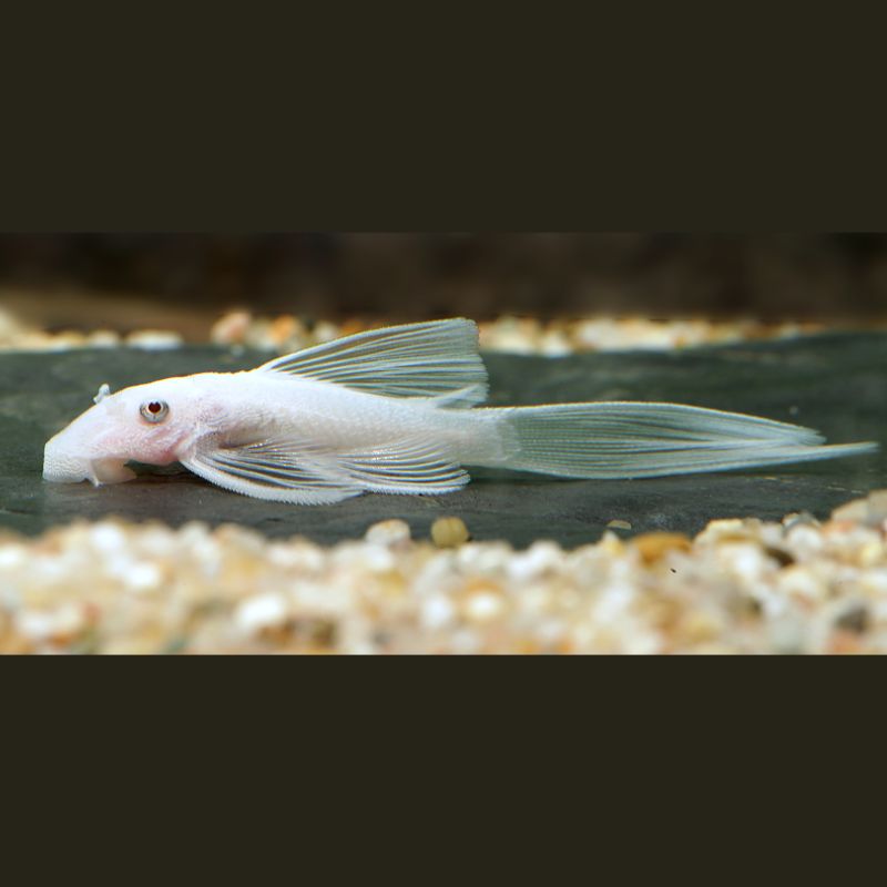 Ancistrus Snow White voilé