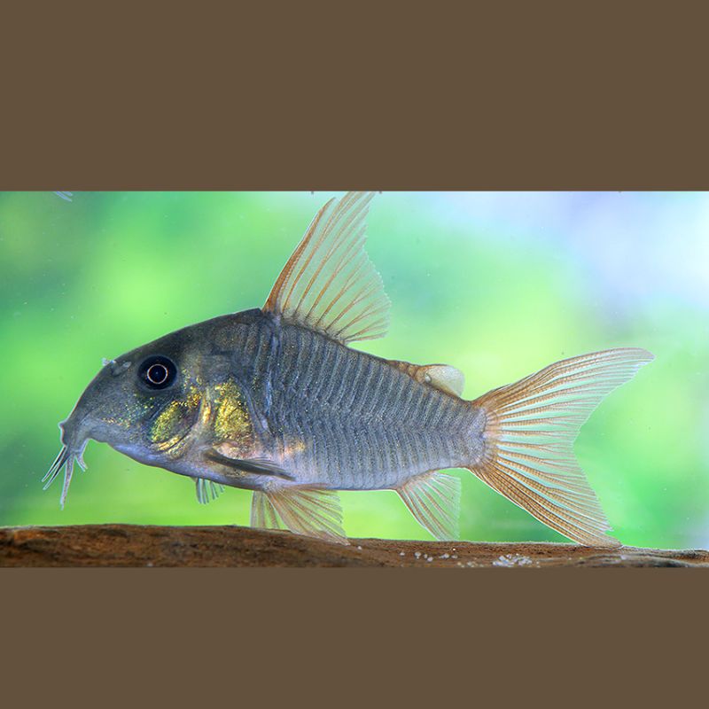 Corydoras Concolor Juvénile