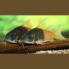Corydoras Concolor Juvénile