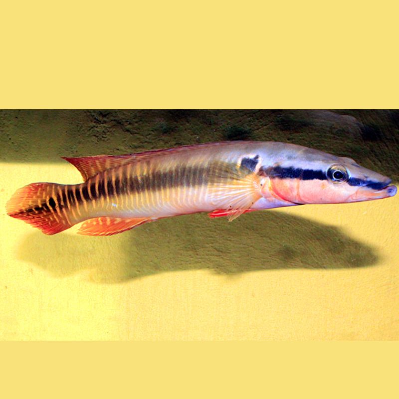 Crenicichla Zebrina 25-30cm RARE
