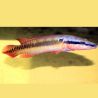 Crenicichla Zebrina 25-30cm RARE