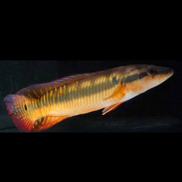 Crenicichla Zebrina 25-30cm RARE