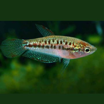 Trichopsis Pumila