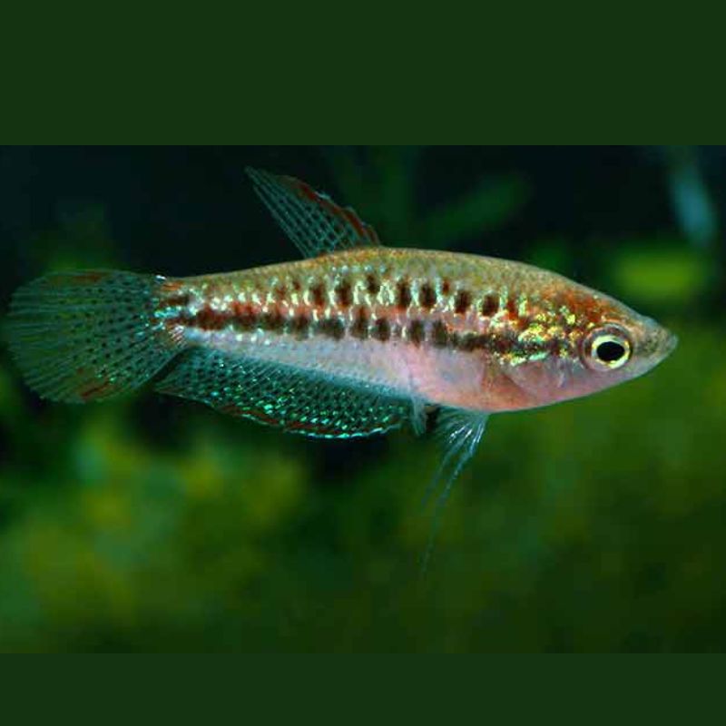 Trichopsis Pumila