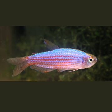 Inpaichthys Parauapiranga