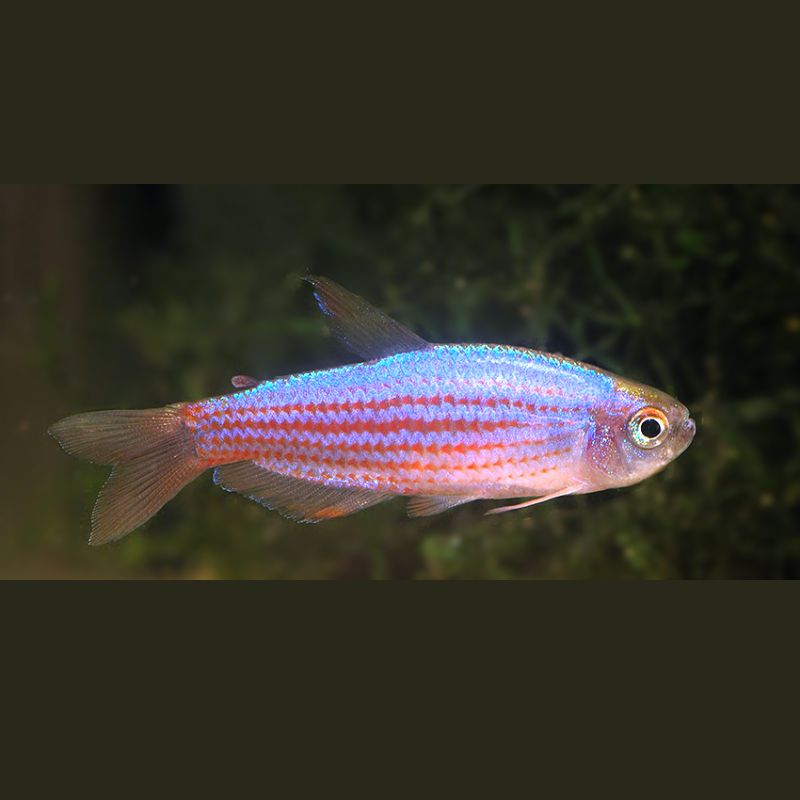 Inpaichthys Parauapiranga