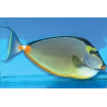 Naso lituratus (dorsale noire) : 12-15 cm  