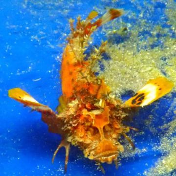 Inimicus didactylus orange 12-14 cm