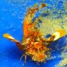 Inimicus didactylus orange 12-14 cm
