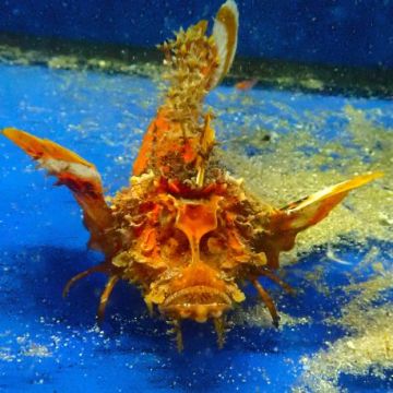 Inimicus didactylus orange 12-14 cm