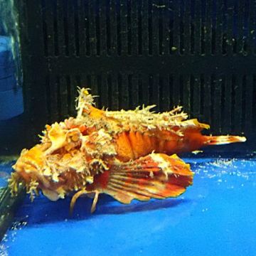 Inimicus didactylus orange 12-14 cm