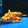 Inimicus didactylus orange 12-14 cm