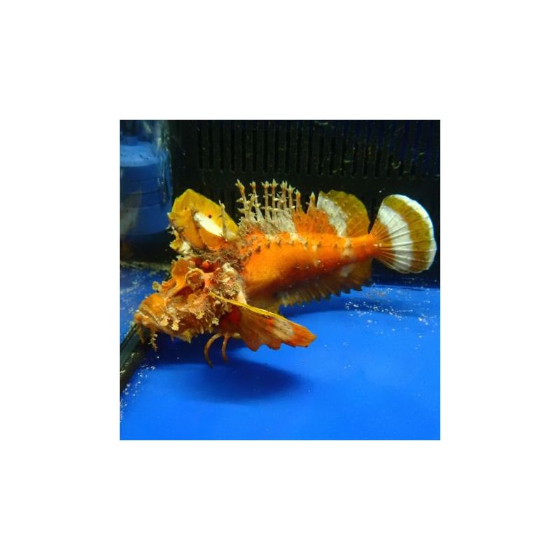 Inimicus didactylus orange 12-14 cm