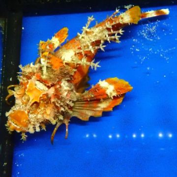 Inimicus didactylus orange 12-14 cm