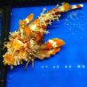 Inimicus didactylus orange 12-14 cm