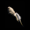 copy of  Oeufs d’artémias 250 gr ( 80% d'éclosions)