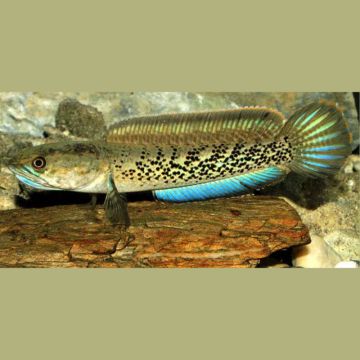 Channa Stewartii 12-15 cm
