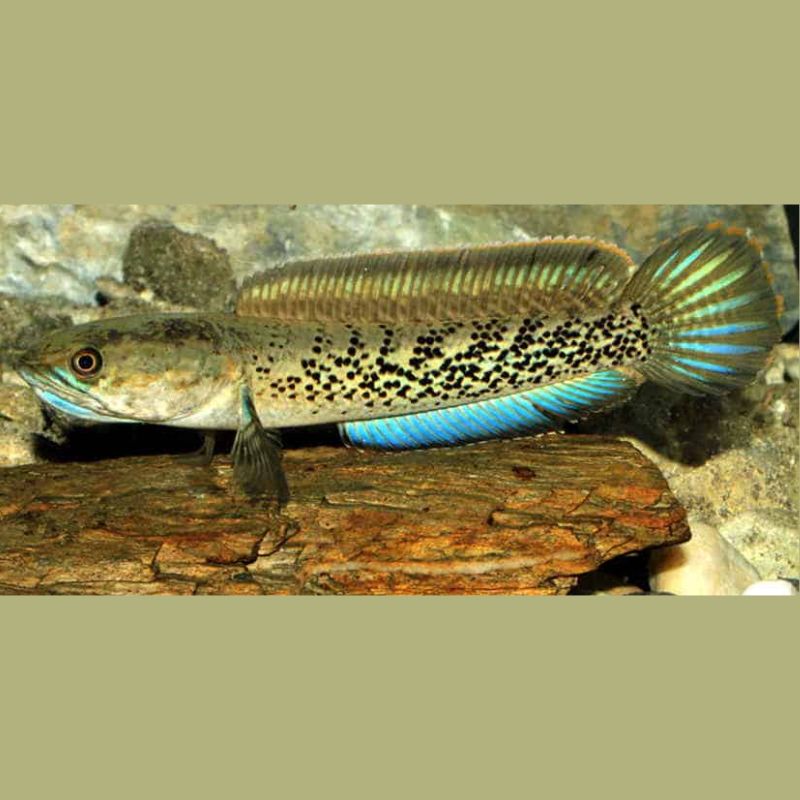 Channa Stewartii 22-25 cm
