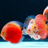 Twinstar éclairage Light 90G WATERPROOF