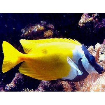 Siganus (lo) vulpinus : 10 à 12 cm  