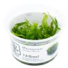 Tropica 1-2-Grow! Microsorum pteropus 'Narrow'