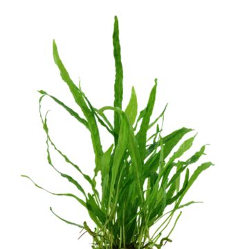 Tropica 1-2-Grow! Microsorum pteropus 'Narrow'