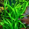 Tropica 1-2-Grow! Microsorum pteropus 'Narrow'